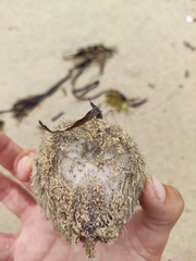 Echinoidea
