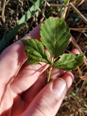Rubus flagellaris