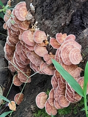 Trametes betulina