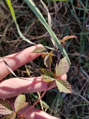 Rubus flagellaris