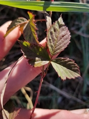 Rubus flagellaris