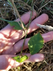 Rubus flagellaris