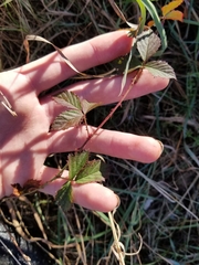Rubus flagellaris