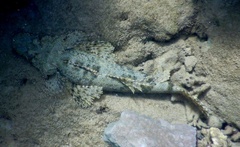 Cymbacephalus beauforti