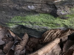 Chrysothrix candelaris