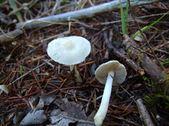 Inocybe geophylla