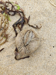 Echinoidea