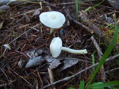 Inocybe geophylla