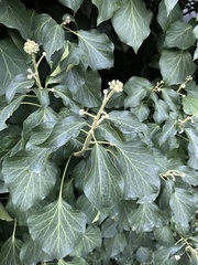 Hedera helix