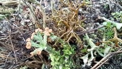Cladonia botrytes