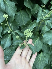 Hedera helix