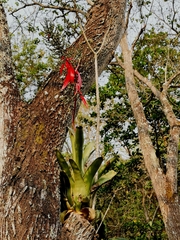 Aechmea bracteata