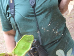 Trichonephila clavipes