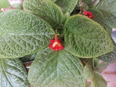 Episcia cupreata