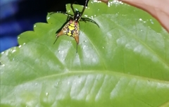 Micrathena sexspinosa