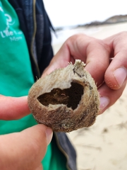 Echinoidea