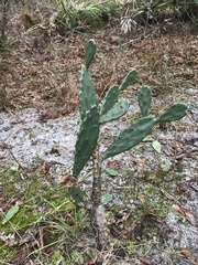 Opuntia humifusa