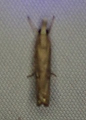 Parapediasia teterrellus