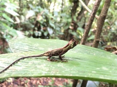 Anolis capito