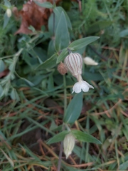 Silene latifolia