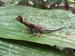 Anolis capito
