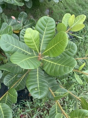 Anacardium