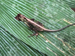 Anolis capito