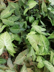 Syngonium podophyllum