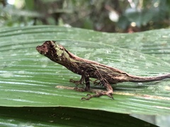 Anolis capito