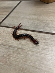 Cormocephalus nitidus