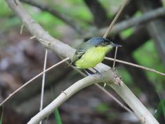 Todirostrum cinereum