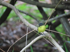 Todirostrum cinereum