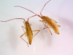 Stenodema trispinosum