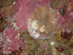Protolaeospira eximia