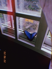 Morpho