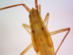 Stenodema trispinosum