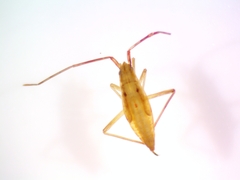 Stenodema trispinosum