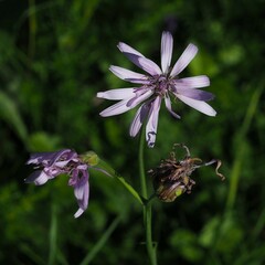 Scorzonera purpurea