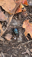 Geotrupes splendidus