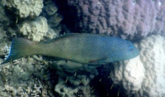 Plectropomus leopardus