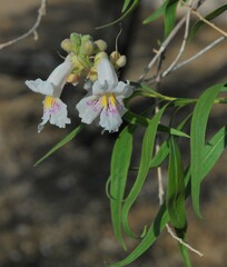 Chilopsis linearis arcuata