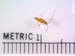 Stenodema trispinosum