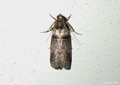 Acrobasis caryae