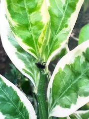 Frieseomelitta nigra