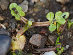 Limnanthes macounii