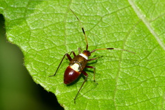 Closterotomus biclavatus