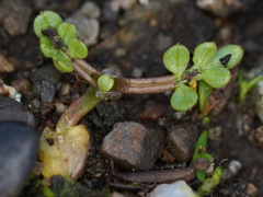 Limnanthes macounii