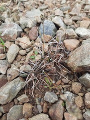 Luzula ulophylla