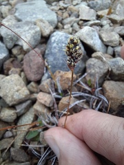 Luzula ulophylla