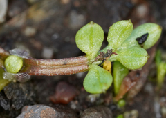 Limnanthes macounii